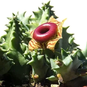 Starfish Cactus Plant Trailing Succulent 2 inch Pot Ornamental Houseplant for Hanging Basket