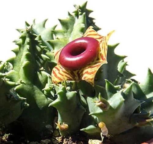 Starfish Cactus Plant Trailing Succulent 2 inch Pot Ornamental Houseplant for Hanging Basket