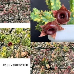 Starfish Cactus Plant Trailing Succulent 2 inch Pot Ornamental Houseplant for Hanging Basket