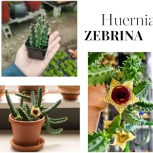 Starfish Cactus Plant Trailing Succulent 2 inch Pot Ornamental Houseplant for Hanging Basket