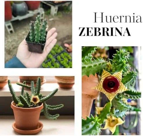 Starfish Cactus Plant Trailing Succulent 2 inch Pot Ornamental Houseplant for Hanging Basket