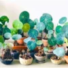 Stephania Cephalantha Caudex Plant, Rare Succulent, Sprouting, 2.5 Inch Wide, Cold Hardy Houseplant for Home Decor