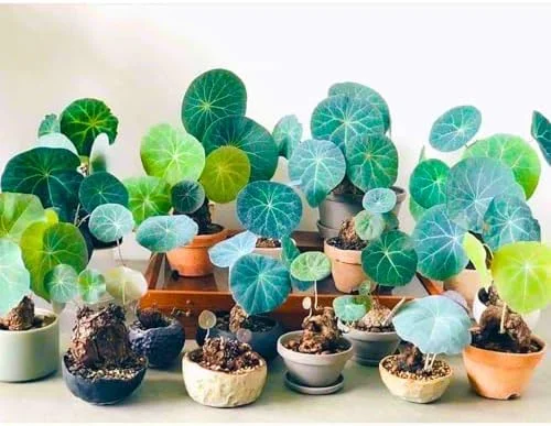 Stephania Cephalantha Caudex Plant, Rare Succulent, Sprouting, 2.5 Inch Wide, Cold Hardy Houseplant for Home Decor