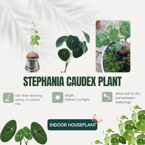 Stephania Cephalantha Caudex Plant, Rare Succulent, Sprouting, 2.5 Inch Wide, Cold Hardy Houseplant for Home Decor