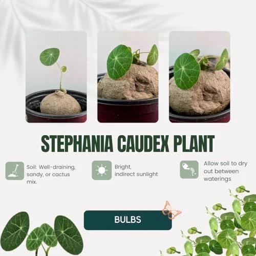 Stephania Cephalantha Caudex Plant, Rare Succulent, Sprouting, 2.5 Inch Wide, Cold Hardy Houseplant for Home Decor
