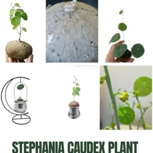 Stephania Cephalantha Caudex Plant, Rare Succulent, Sprouting, 2.5 Inch Wide, Cold Hardy Houseplant for Home Decor