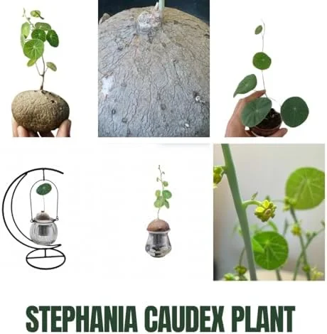 Stephania Cephalantha Caudex Plant, Rare Succulent, Sprouting, 2.5 Inch Wide, Cold Hardy Houseplant for Home Decor