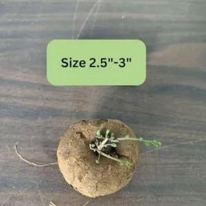 Stephania Cephalantha Caudex Plant, Rare Succulent, Sprouting, 2.5 Inch Wide, Cold Hardy Houseplant for Home Decor