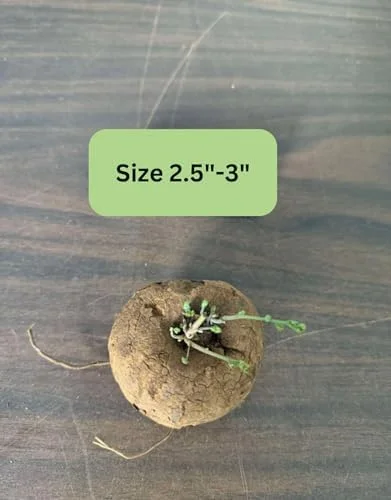 Stephania Cephalantha Caudex Plant, Rare Succulent, Sprouting, 2.5 Inch Wide, Cold Hardy Houseplant for Home Decor