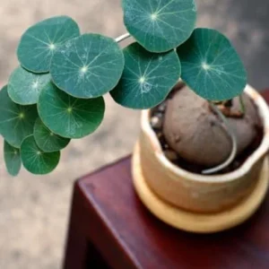 Stephania Cephalantha Caudex Plant, Rare Succulent, Sprouting, 2.5 Inch Wide, Cold Hardy Houseplant for Home Decor