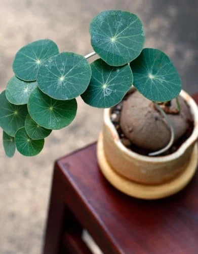 Stephania Cephalantha Caudex Plant, Rare Succulent, Sprouting, 2.5 Inch Wide, Cold Hardy Houseplant for Home Decor