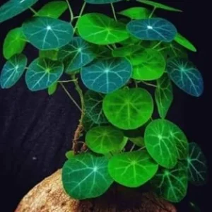 Stephania Cephalantha Caudex Plant, Rare Succulent, Sprouting, 2.5 Inch Wide, Cold Hardy Houseplant for Home Decor