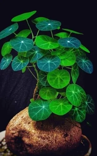 Stephania Cephalantha Caudex Plant, Rare Succulent, Sprouting, 2.5 Inch Wide, Cold Hardy Houseplant for Home Decor