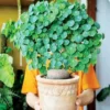 Stephania Cephalantha Plant Caudex, Rare Succulent, Sprouting, 2-2.5in Bulb, Cold Hardy Houseplant for Home Decor