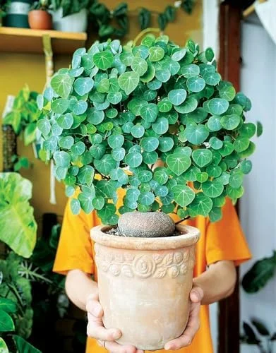 Stephania Cephalantha Plant Caudex, Rare Succulent, Sprouting, 2-2.5in Bulb, Cold Hardy Houseplant for Home Decor