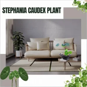 Stephania Cephalantha Plant Caudex, Rare Succulent, Sprouting, 2-2.5in Bulb, Cold Hardy Houseplant for Home Decor
