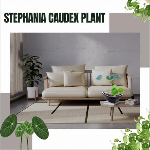 Stephania Cephalantha Plant Caudex, Rare Succulent, Sprouting, 2-2.5in Bulb, Cold Hardy Houseplant for Home Decor