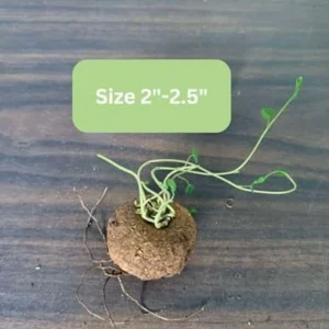Stephania Cephalantha Plant Caudex, Rare Succulent, Sprouting, 2-2.5in Bulb, Cold Hardy Houseplant for Home Decor