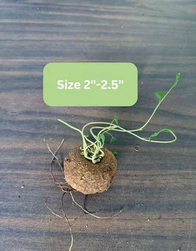 Stephania Cephalantha Plant Caudex, Rare Succulent, Sprouting, 2-2.5in Bulb, Cold Hardy Houseplant for Home Decor