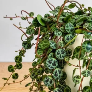 String of Turtles Live Plant, Trailing Succulent, Indoor Houseplant, 3 Inch Pot, Green