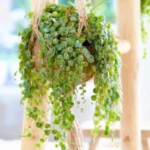 String of Turtles Live Plant, Trailing Succulent, Indoor Houseplant, 3 Inch Pot, Green