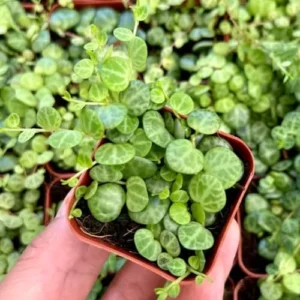 String of Turtles Live Plant, Trailing Succulent, Indoor Houseplant, 3 Inch Pot, Green