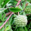 Sugar Apple Plant Live Annona Squamosa 7-10 Inch Tall Sugar Apple Fruit Tree Live Plant in 3 Inch Pot