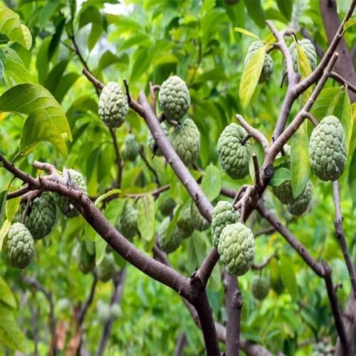 Sugar Apple Plant Live Annona Squamosa 7-10 Inch Tall Sugar Apple Fruit Tree Live Plant in 3 Inch Pot
