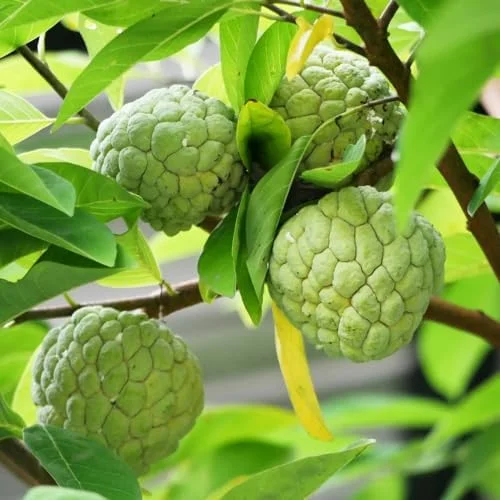 Sugar Apple Plant Live Annona Squamosa 7-10 Inch Tall Sugar Apple Fruit Tree Live Plant in 3 Inch Pot