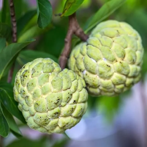 Sugar Apple Plant Live Annona Squamosa 7-10 Inch Tall Sugar Apple Fruit Tree Live Plant in 3 Inch Pot