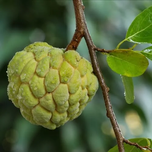 Sugar Apple Plant Live Annona Squamosa 7-10 Inch Tall Sugar Apple Fruit Tree Live Plant in 3 Inch Pot