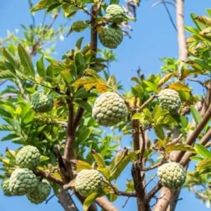 Sugar Apple Plant Live Annona Squamosa 7-10 Inch Tall Sugar Apple Fruit Tree Live Plant in 3 Inch Pot