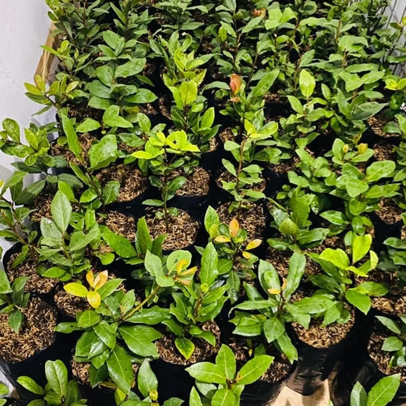 Sweet Bay Laurel Herb Plant, Laurus Nobilis, 10 inch Live Bay Leaf Tree, Zone 8-11 Indoor Outdoor Planting