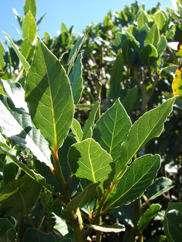 Sweet Bay Laurel Herb Plant, Laurus Nobilis, 10 inch Live Bay Leaf Tree, Zone 8-11 Indoor Outdoor Planting