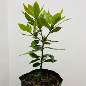 Sweet Bay Laurel Herb Plant, Laurus Nobilis, 10 inch Live Bay Leaf Tree, Zone 8-11 Indoor Outdoor Planting