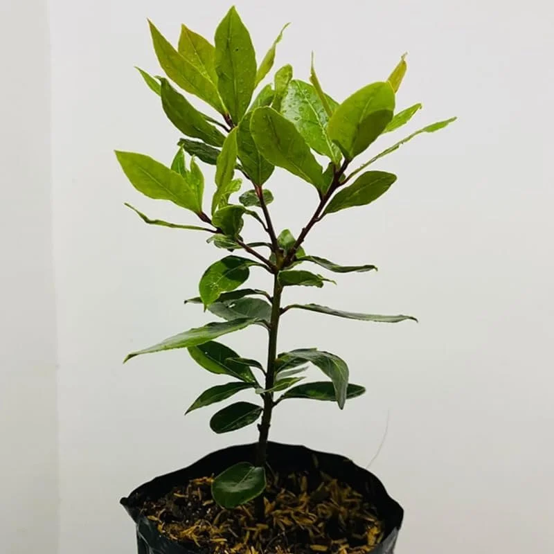 Sweet Bay Laurel Herb Plant, Laurus Nobilis, 10 inch Live Bay Leaf Tree, Zone 8-11 Indoor Outdoor Planting