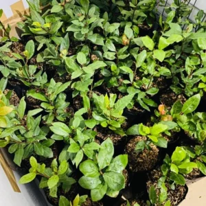Sweet Bay Laurel Herb Plant, Laurus Nobilis, 10 inch Live Bay Leaf Tree, Zone 8-11 Indoor Outdoor Planting