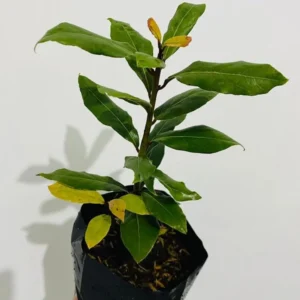 Sweet Bay Laurel Herb Plant, Laurus Nobilis, 10 inch Live Bay Leaf Tree, Zone 8-11 Indoor Outdoor Planting