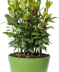 Sweet Bay Laurel Herb Plant, Laurus Nobilis, 10 inch Live Bay Leaf Tree, Zone 8-11 Indoor Outdoor Planting