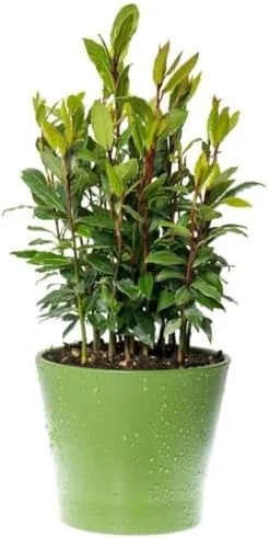 Sweet Bay Laurel Herb Plant, Laurus Nobilis, 10 inch Live Bay Leaf Tree, Zone 8-11 Indoor Outdoor Planting