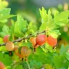 Sweet Gooseberry Plant Live for Planting, Gooseberry Bushes, Fruit Bearing, 5-9 Inch Tall, Deciduous Shrub