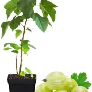 Sweet Gooseberry Plant Live for Planting, Gooseberry Bushes, Fruit Bearing, 5-9 Inch Tall, Deciduous Shrub