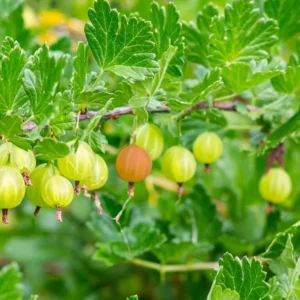 Sweet Gooseberry Plant Live for Planting, Gooseberry Bushes, Fruit Bearing, 5-9 Inch Tall, Deciduous Shrub