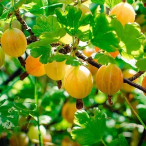 Sweet Gooseberry Plant Live for Planting, Gooseberry Bushes, Fruit Bearing, 5-9 Inch Tall, Deciduous Shrub
