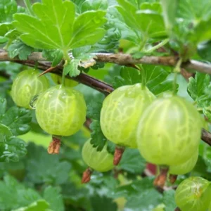 Sweet Gooseberry Plant Live for Planting, Gooseberry Bushes, Fruit Bearing, 5-9 Inch Tall, Deciduous Shrub