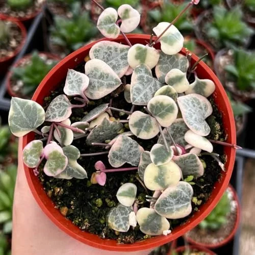 Variegated String of Hearts Live Plant 2.5 Inch Pot Pink Trailing Succulent Vine Houseplant