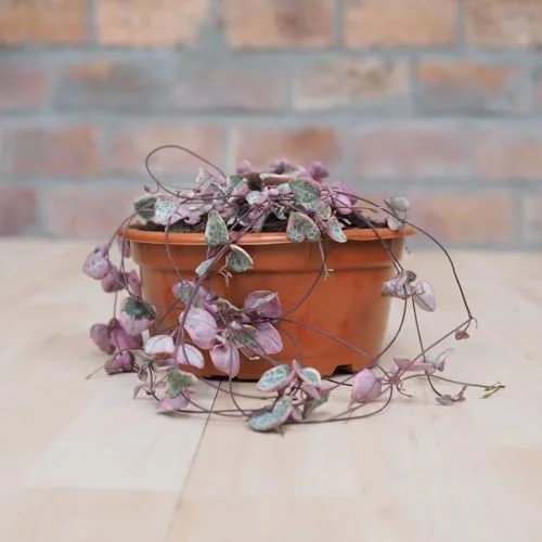 Variegated String of Hearts Live Plant 2.5 Inch Pot Pink Trailing Succulent Vine Houseplant