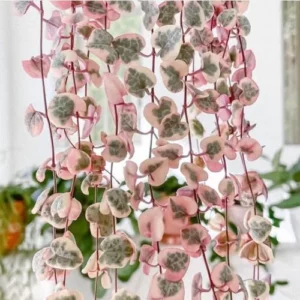 Variegated String of Hearts Live Plant 2.5 Inch Pot Pink Trailing Succulent Vine Houseplant