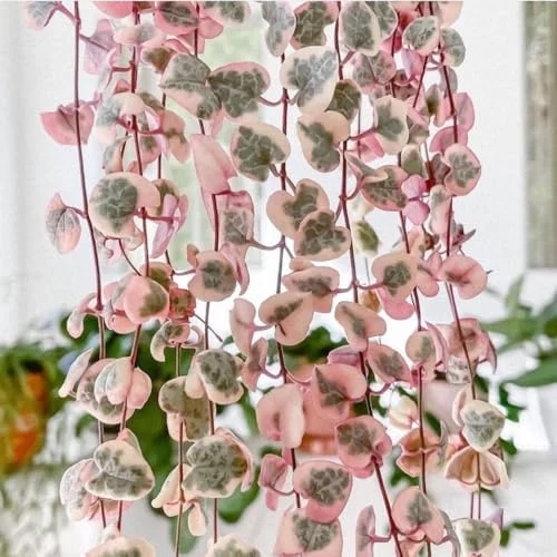 Variegated String of Hearts Live Plant 2.5 Inch Pot Pink Trailing Succulent Vine Houseplant