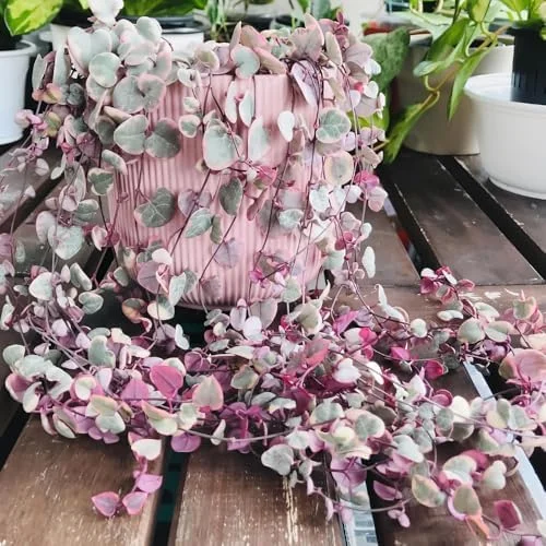 Variegated String of Hearts Live Plant 2.5 Inch Pot Pink Trailing Succulent Vine Houseplant